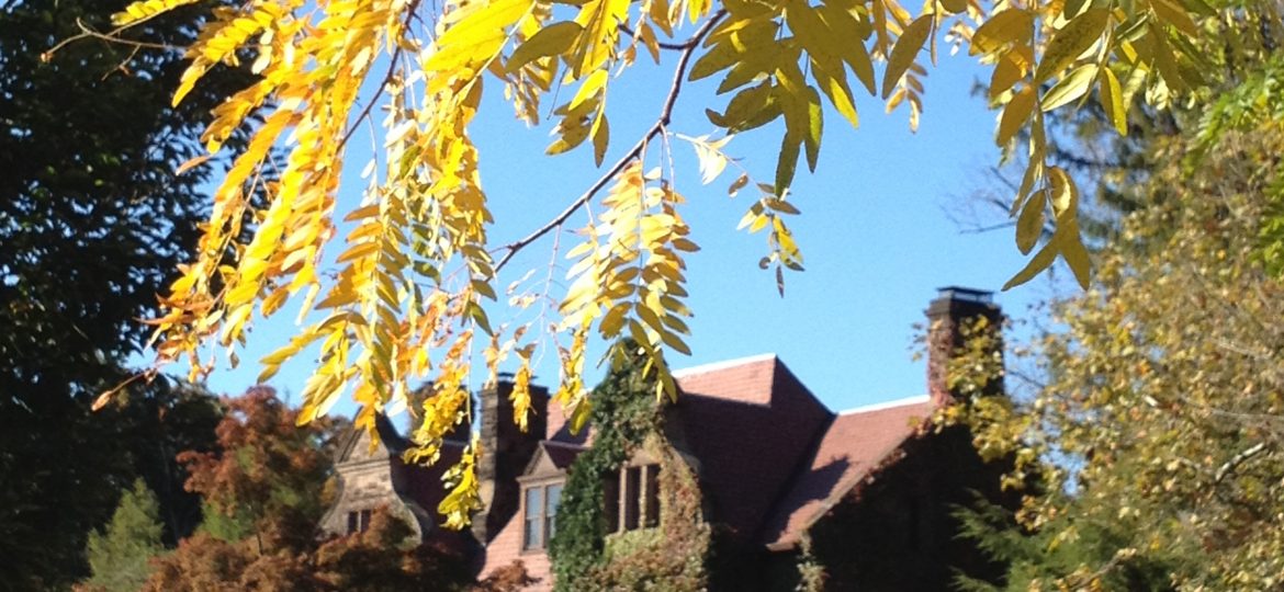 Glen Ridge, tree branch hanging from the top and a house with vines made of brick in the background.