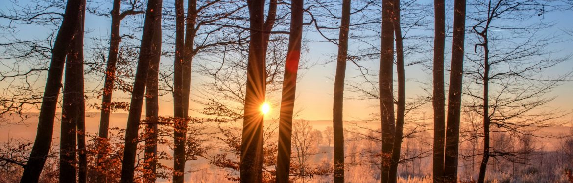 A row of trees with the sun peaking through, blue sky and some fog.