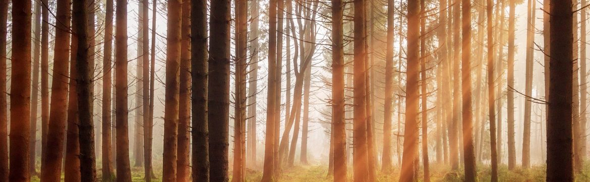 Dense skinny trees with rays of light shining in from the right.