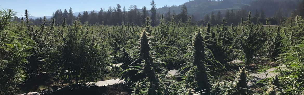 Global Hemp Group Inc, hemp field.