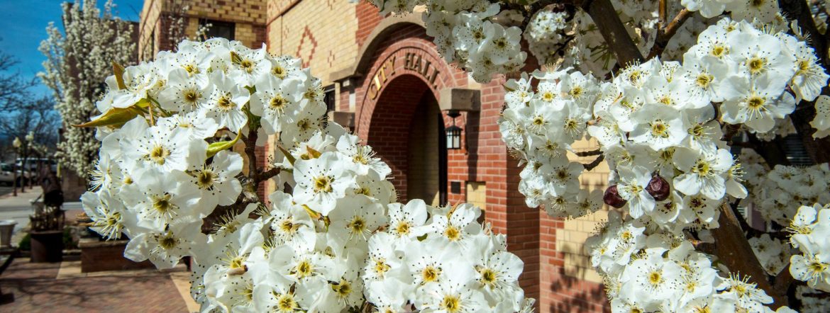 Montrose Colorado city hall entrance looking through blooming flowers on a tree.