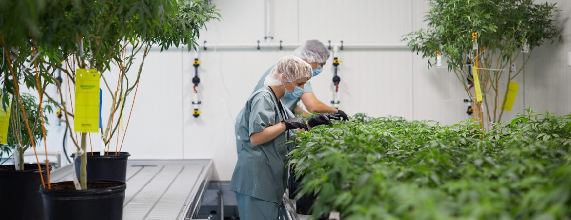 Auxly Cannabis Group Inc, view of people working on plants.