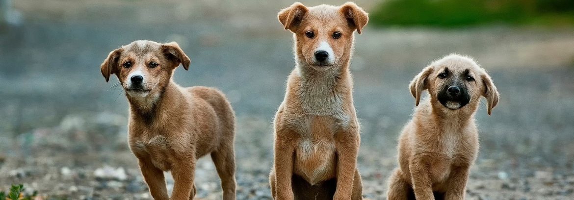 3 dogs look at the camera while outside. The Seeing Eye Celebrates 90th Anniversary.