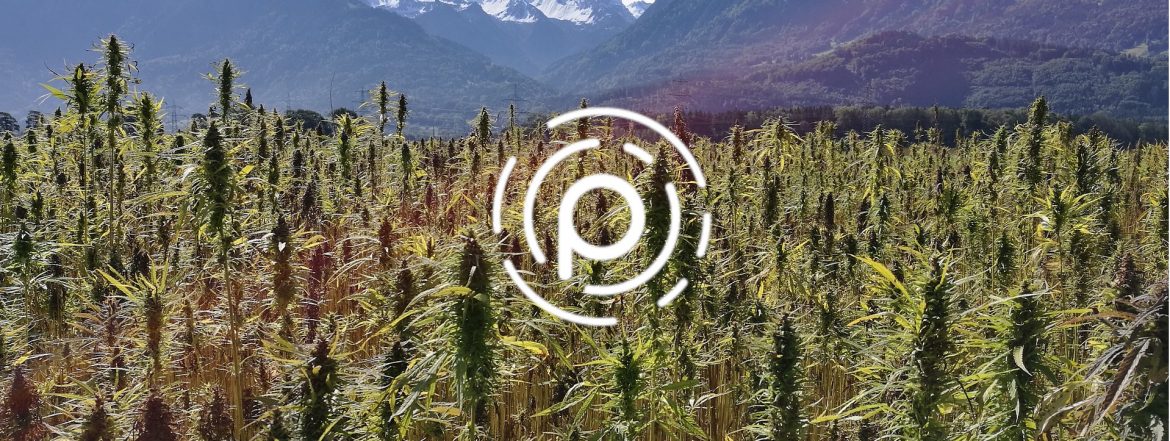 Pebble Global Holdings logo with a field of hemp behind.