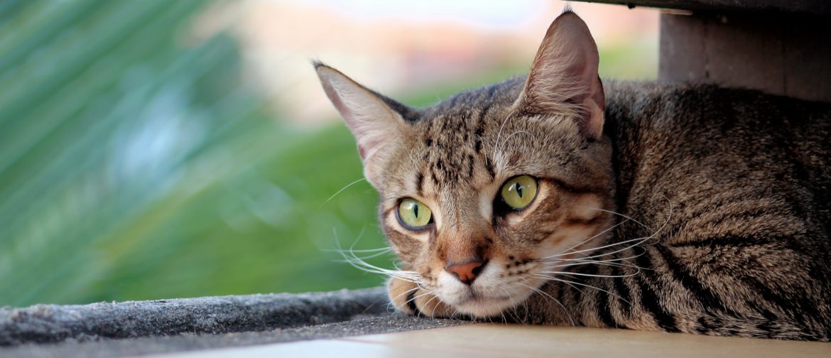 The American Pet Products Association. A cat laying down.