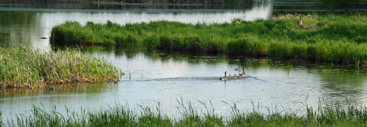 View of Ducks swimming along the water.