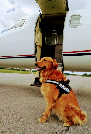 The Canandaigua Airport Manager Bob Mincer's dog Fergus.