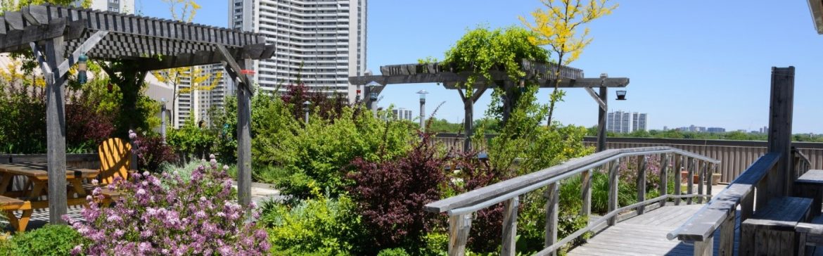 How a green roof can grow your business feature photo showing a garden with high rise building behind.