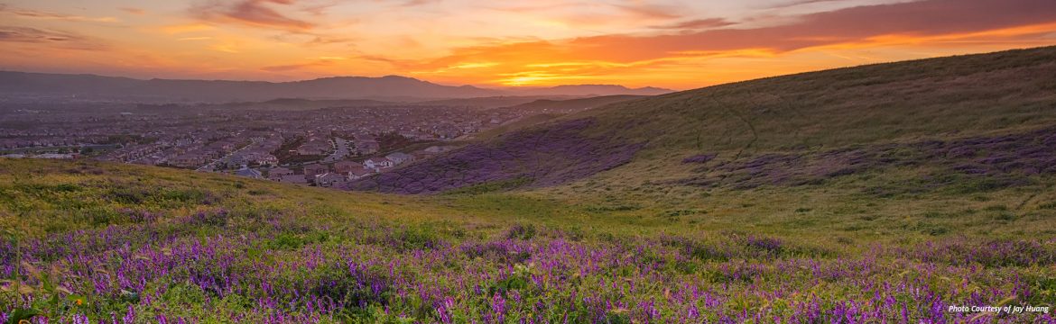 Dublin, California scenic view at sunset of the town with purple flowers in the foreground on a hillside, photo by Jay K Huang Photography.