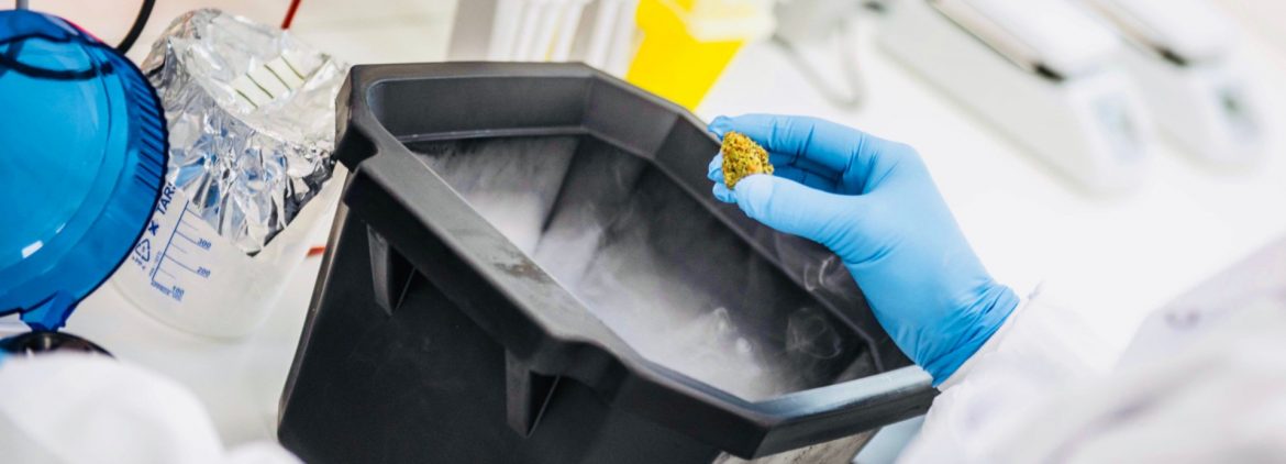 Cannabics Pharmaceuticals Inc stock image of cannabis in a lab.