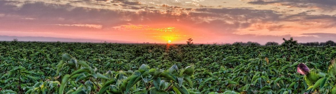 Shafter, California field with sun.