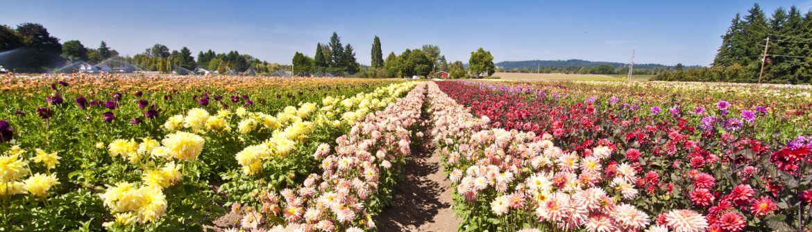 Canby, Oregon field of flowers.