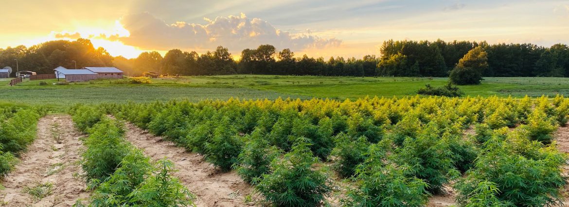 Hempfinity Hemp Crop