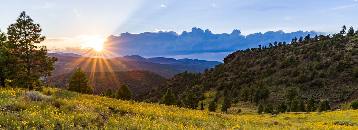 Summer Wildflowers east of the Peaks