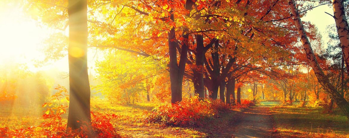 Clarington, Ontario stock photo of wooded area and road with sunlight shining through trees