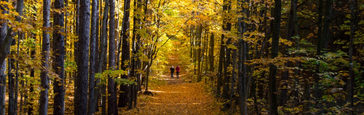 Forest Stewardship Council of Canada Forest during fall