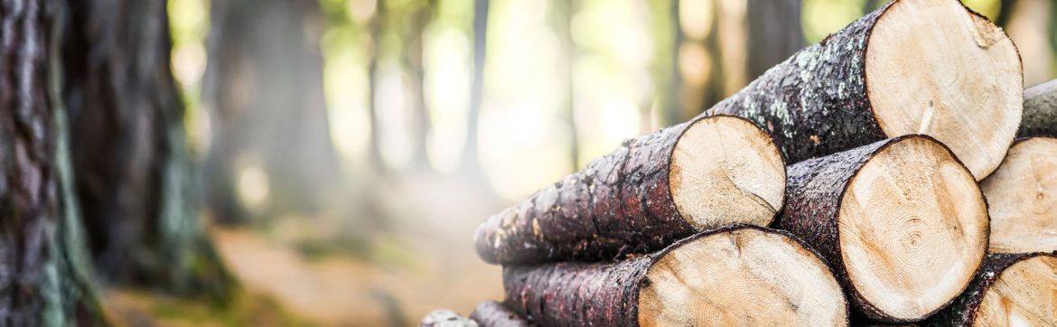 Sustainable Forestry Initiative Inc