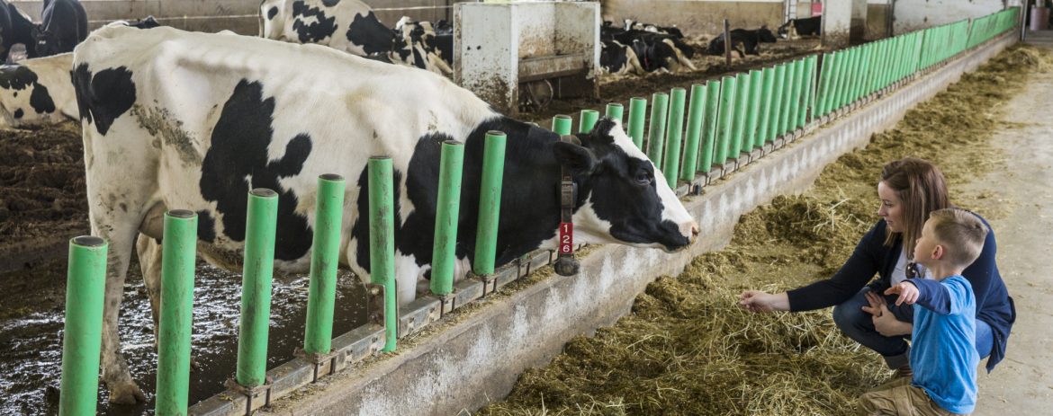 Township of Mapleton