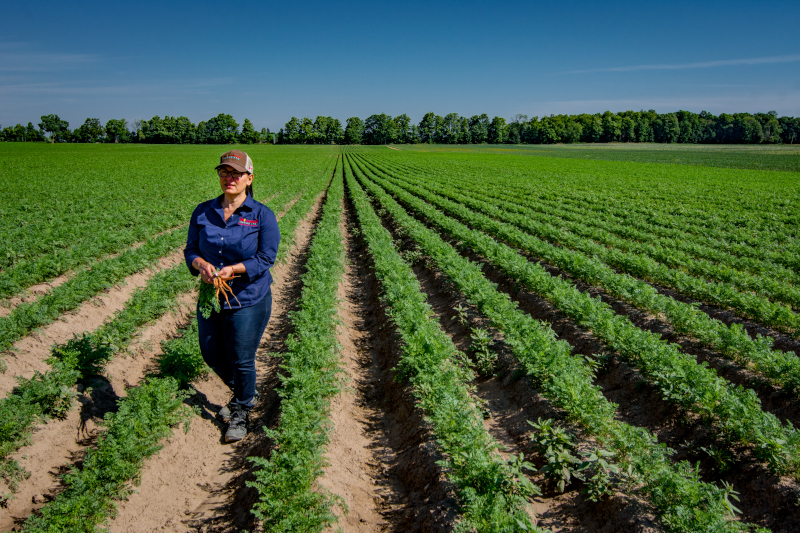 Bradford West Gwillimbur, Ontario - Simcoe County